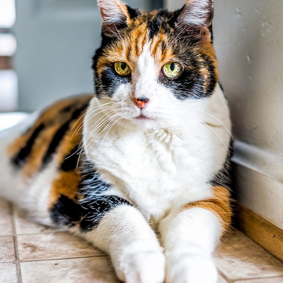 senior calico cat lying on floor indoors