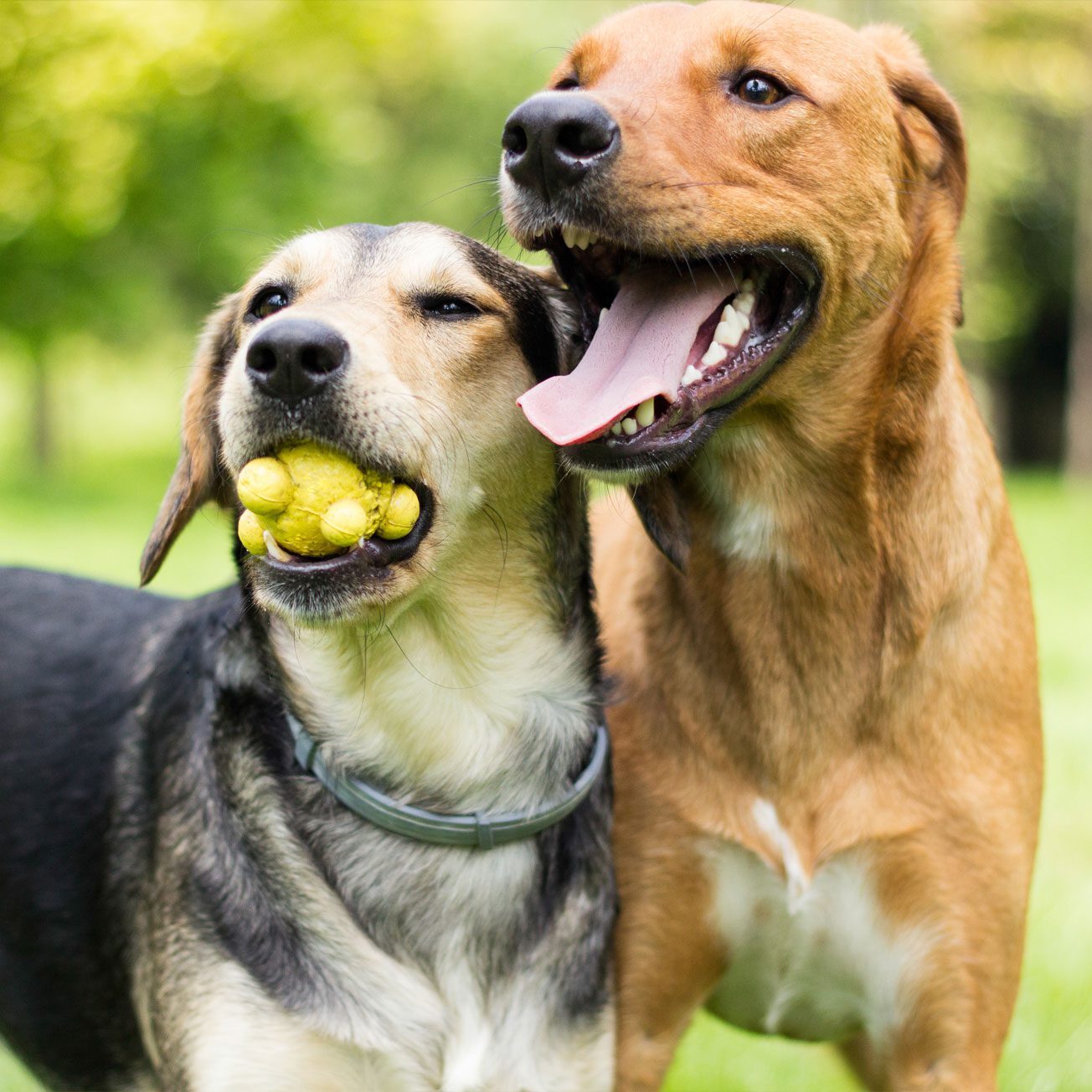 two dogs having fun outside with a yellow toy