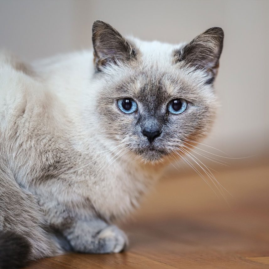 White Cat With Blue Eyes Crouching Down